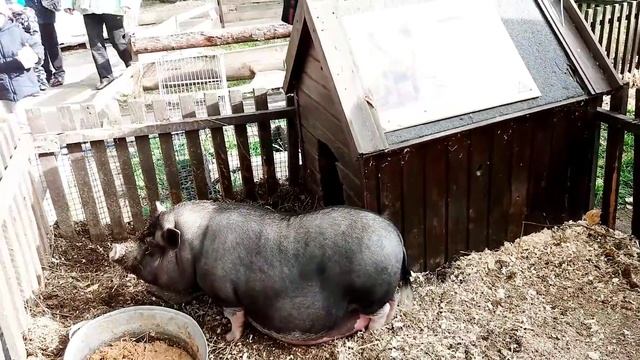 ПОНИ, КОНИ И ВЕРБЛЮД В ЗООПАРКЕ ДЕТОК ЖДУТ! смотреть онлайн