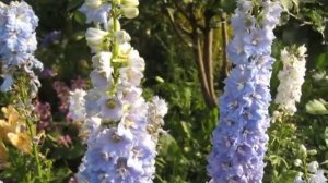 Многолетник.Дельфиниум Волшебный фонтан.Махровый,низкорослый сорт.