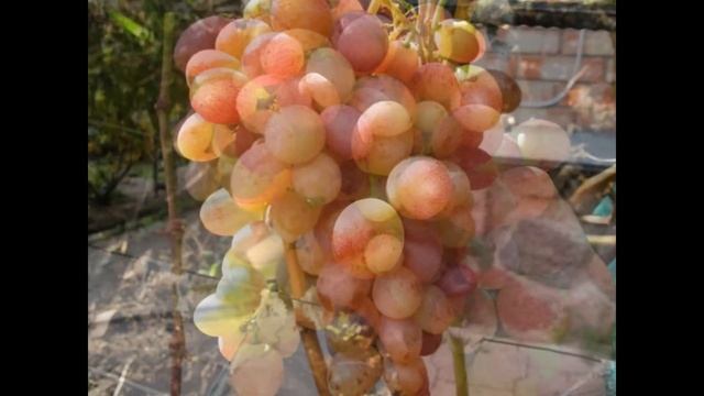 ВИНОГРАД ТАСОН ФОТО И ОПИСАНИЕ смотреть онлайн