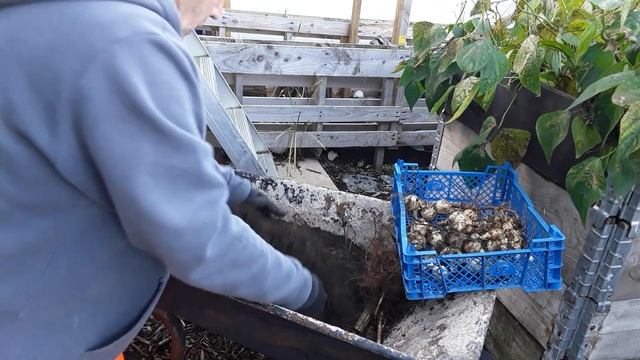 Jerusalem Artichoke Reveal ? My Personal Opinion On How To Grow Jerusalem Artichokes смотреть онлайн