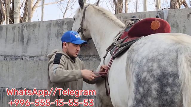ХажыАкбардан Красавчик Ат ✊️24 января 2024 г. смотреть онлайн
