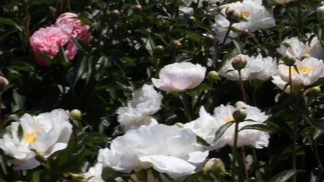 Miss America | R2 Flowers BV | Peonies смотреть онлайн