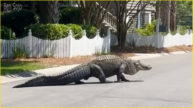 Most Terrifying and Scariest Animal Encounter Caught on Camera смотреть онлайн