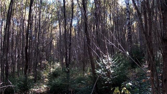 По грибы 29 сентября 2022г./Смоленские леса. смотреть онлайн