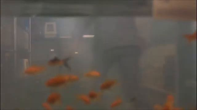 Pee wee's Big Adventure ~ scene 13 смотреть онлайн