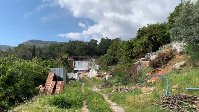 Апельсиновый сад и оливковые деревья. смотреть онлайн