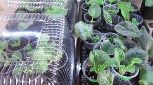 Фиалка первоцветик/ Как устроены листики в тепличке