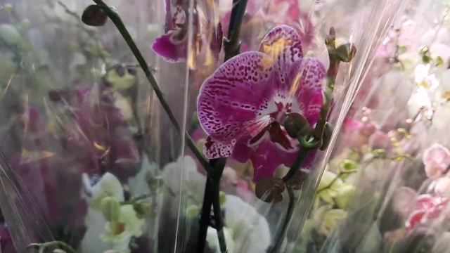 ОГРОМНЫЙ ЗАВОЗ ОРХИДЕЙ В МАГАЗИНЕ "АКАЦИЯ" смотреть онлайн