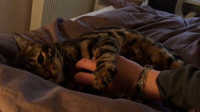 Bengal Cat Personality