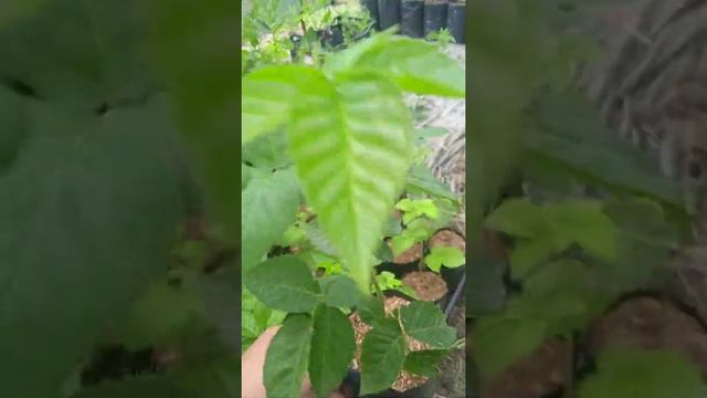 Ежевика Блек Джем (саженцы) на 2 июля 2022 года.