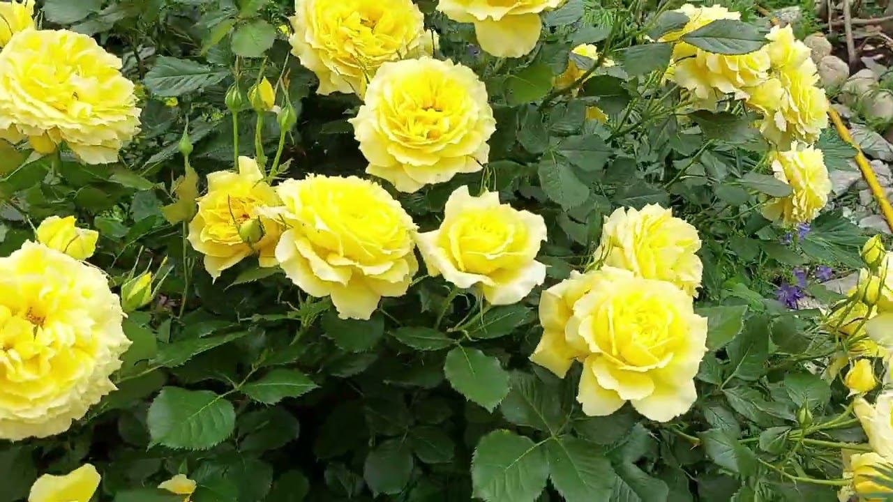 Про розы. Сорта роз , которые порадовали смотреть онлайн