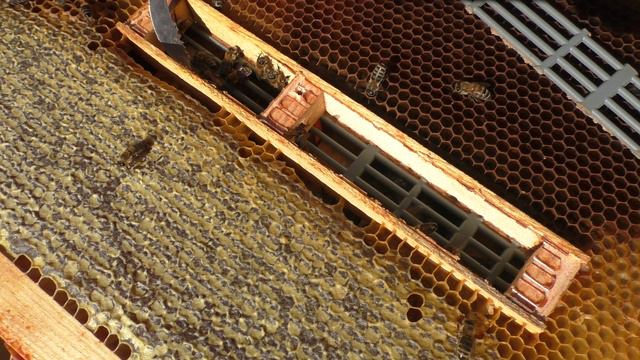 ПЧЕЛИНАЯ МАТКА В ИЗОЛЯТОРЕ