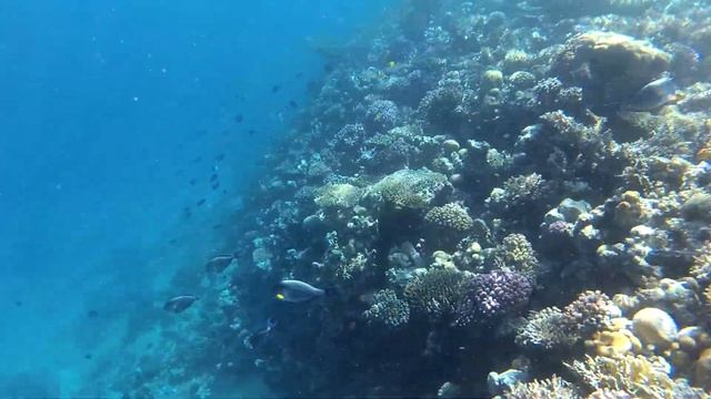 ЕГИПЕТ Хургада Zahabia Hotel 3*. Кораллы и рыбы Красного моря