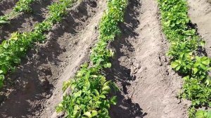 12.06.2023 заморозки прихватили всходы картошки