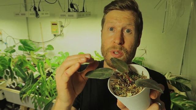 Variegated Monstera Reverting - Sport Monstera Albo смотреть онлайн