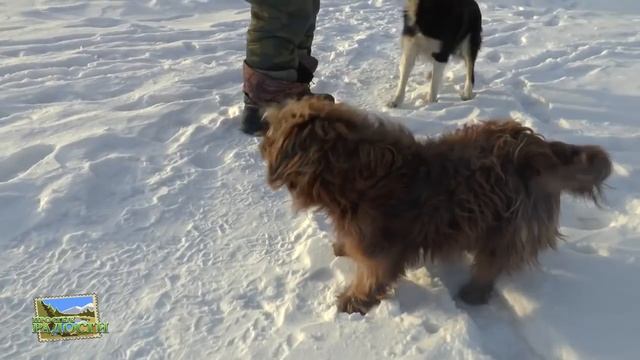 Дневная ловля рипуса, пеляди, сига. Потанинский карьер. Декабрь 2014 г. смотреть онлайн