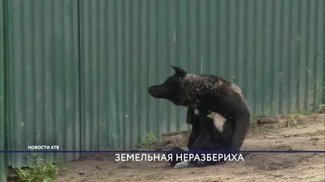 Самовольщики ДНТ "Ургаса" объединились и пришли на встречу с руководством БГСХА смотреть онлайн