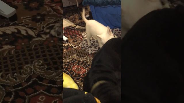 Кане корсо и швейцарская овчарка смотреть онлайн