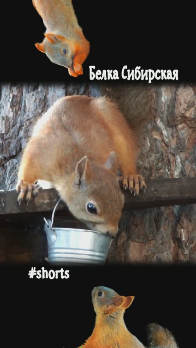 Белка-мама пьет воду