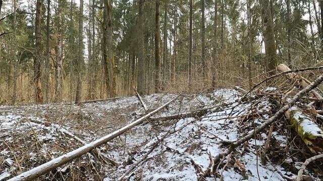 Лес 43 Крево Запад-1. Большая немецкая траншея Т13 Б. Часть 2 смотреть онлайн