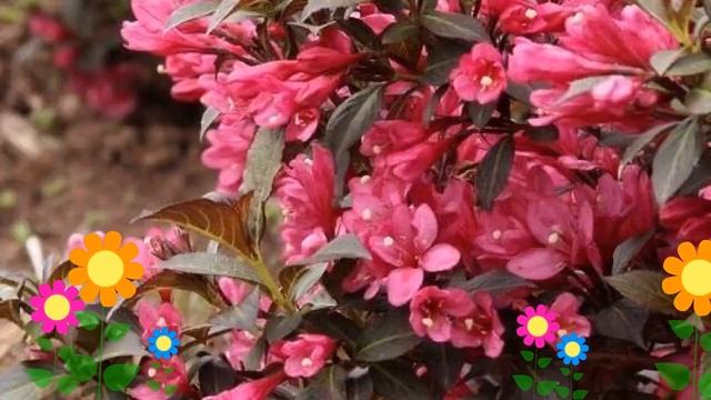 Вейгела цветущая Minor Black. Краткий обзор, описание характеристик, где купить саженцы, крупномеры смотреть онлайн