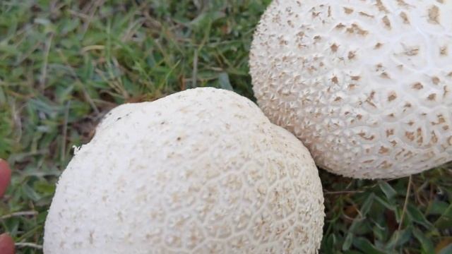 Características del gran pedo de lobo, Calvatia utriformis. Como prepáralo y cuando consumirlo. смотреть онлайн