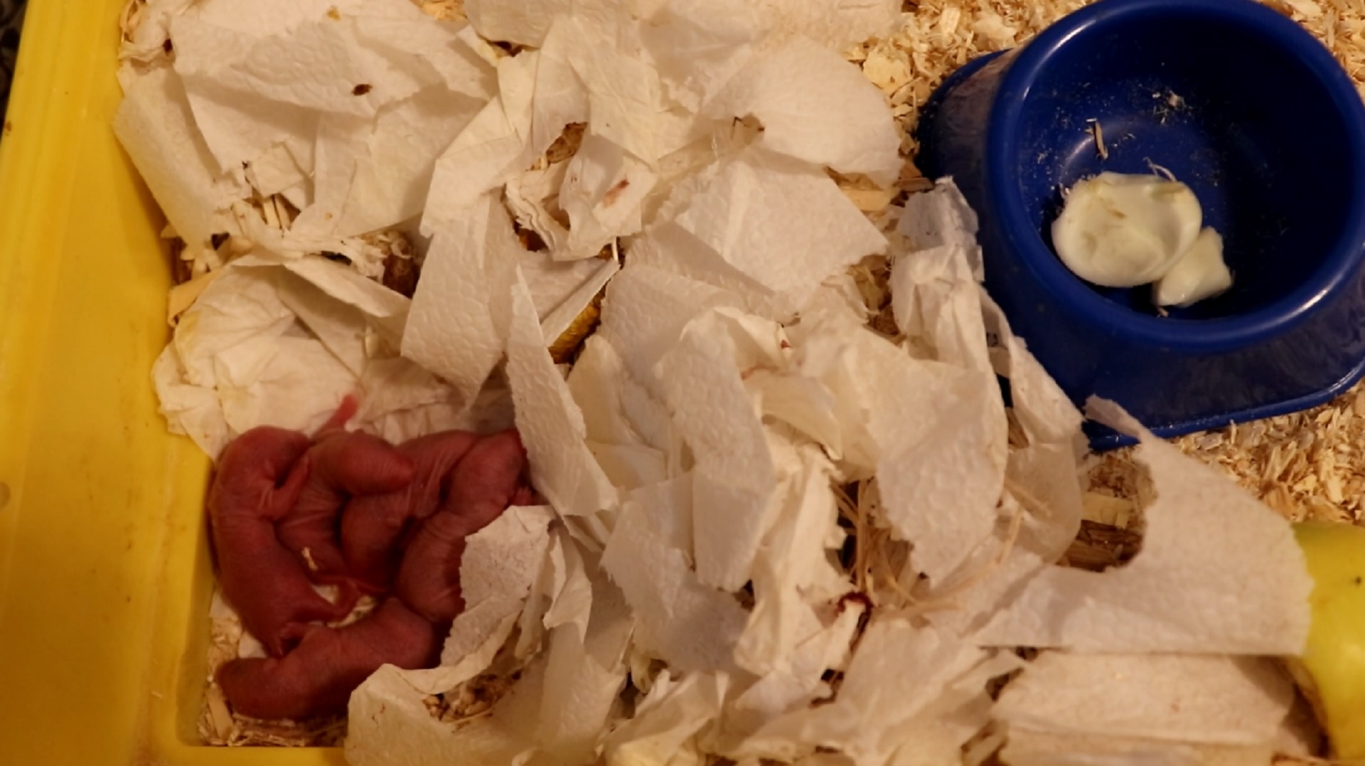 ЧЕМ ЗАНИМАЮТСЯ МОИ ПИТОМЦЫ НОЧЬЮ? / КРЫСЯТАМ 4 ДНЯ ОТ РОДУ смотреть онлайн