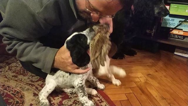 Обучение щенка РОС подаче (пример того, как можно использовать вторую собаку при обучение) смотреть онлайн