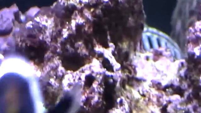 New 150g Oceanic "Brick Style" Reef Tank Tour смотреть онлайн