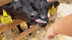 Скотный Рынок Манас Цены Дагестане