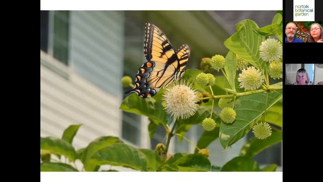 Butterflies 101 смотреть онлайн