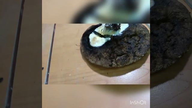 #Триходерма на #трутовике и #подосиновике. смотреть онлайн