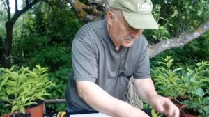 Зеленое черенкование. Размножаем Форзицию.