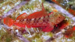 11 Удивительных обитателей черного моря