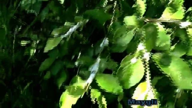Лес Телеши. Березняк. Ищем грибы после дождей. смотреть онлайн