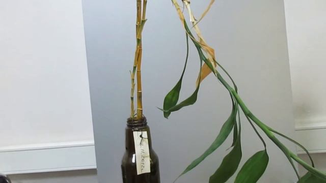 Бамбук смотреть онлайн