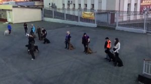 Дрессировка собак Нижний Тагил