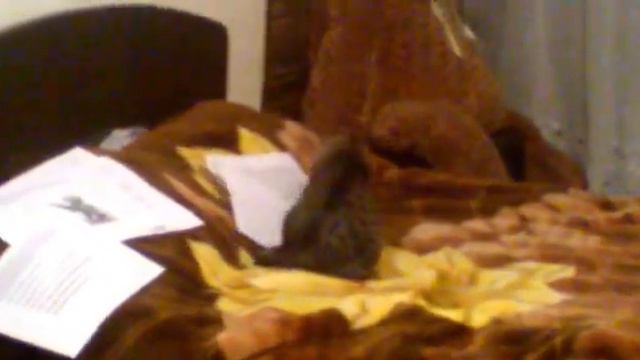 Кошки наводят порядок.mp4 смотреть онлайн