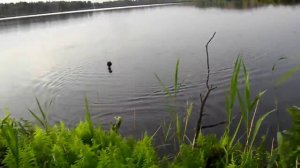 Шатурторф,карьеры,карась