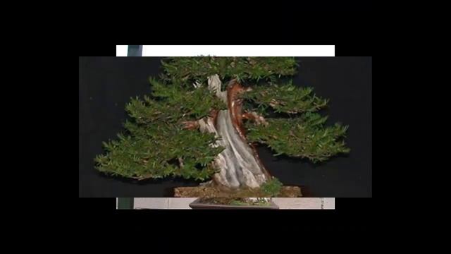 Taxus Cuspidata Has Similar Foliage To That Of The English Yew #2