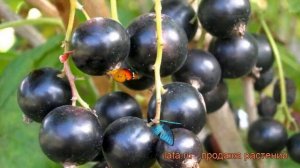 Смородина черная Пигмей (ribes nigrum pigmei) ? Пигмей обзор: как сажать, саженцы смородины Пигмей