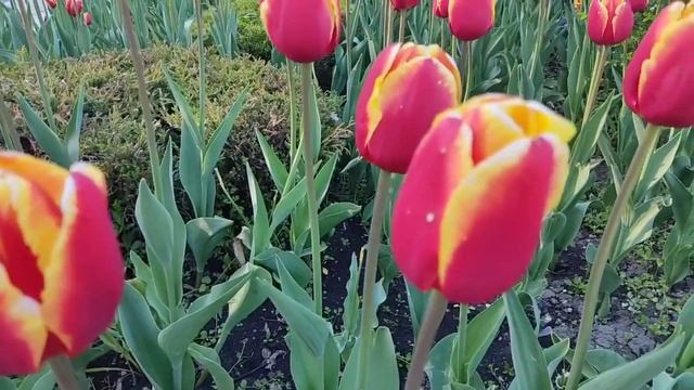 Жуковы// Издержки воспитания// Обзор видео//