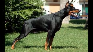 SOUNDS: Doberman Barks | Доберман Лает