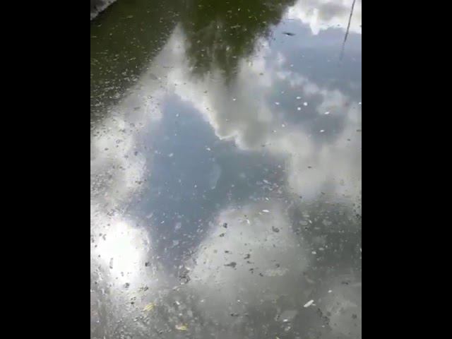 09.07.19 в пруд в Немчиновке снова хлынули жиры и ГСМ смотреть онлайн