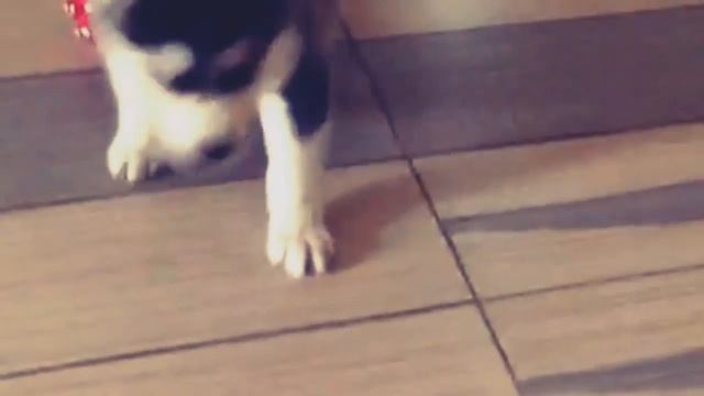 Хаски смотреть онлайн