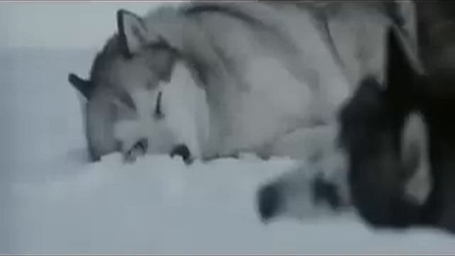 Nightwish - While your lips are still red.flv смотреть онлайн