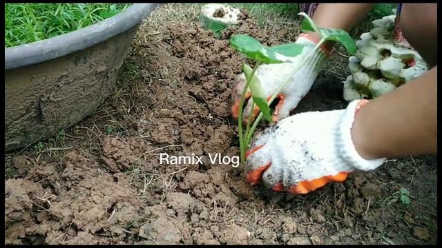 HOW TO GROW ALOCASIA ALBO VAREGATED MORE BIGGER? смотреть онлайн