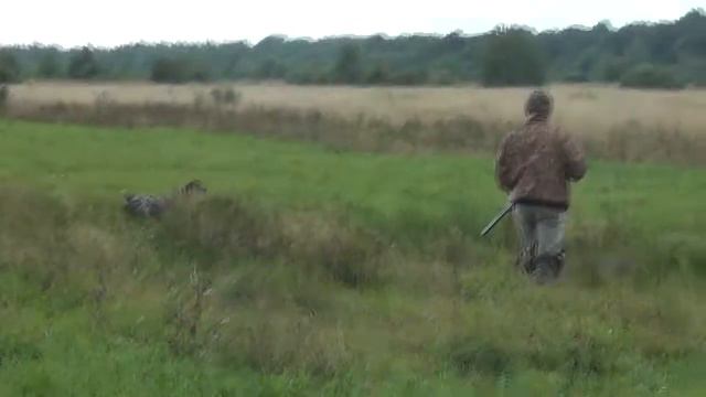 Охота с легавой смотреть онлайн