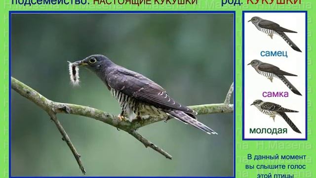 Кукушка. Голоса птиц России смотреть онлайн