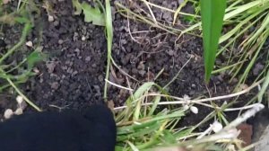 Мускари размножение посадка уход .